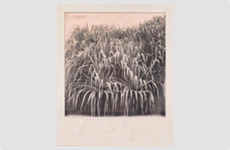 After the rain - Polaroid by Barry McCullough